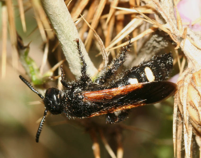 Scolia sexmaculata (Scolidae)